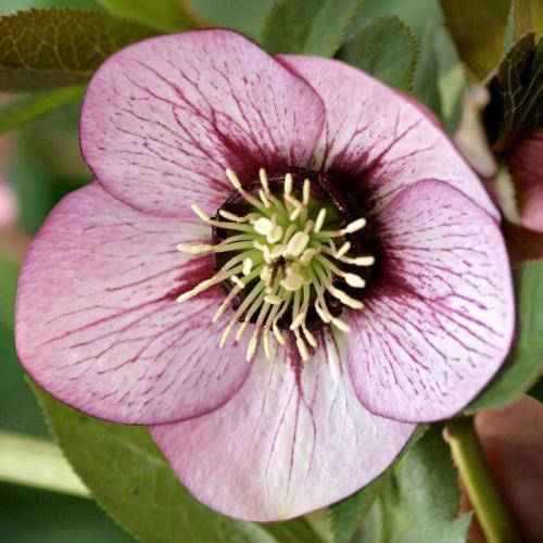 Helleborus  x ericsmithii ‘Magic Picotee’ – Hibrid hunyor
