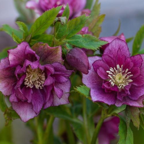 Helleborus  orientalis 'Double Ellen Red’ – Hunyor