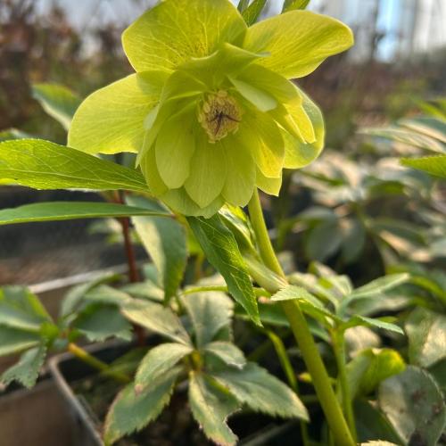 Helleborus x hybrid ‘Quintessa Lemon’ -  Hunyor