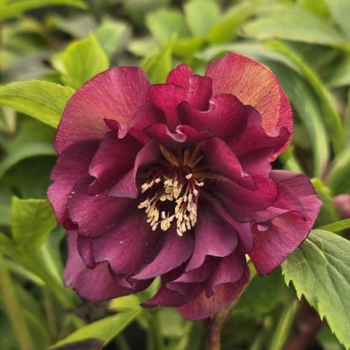 Helleborus x hybrid ‘Quintessa Ruby’ -  Hunyor