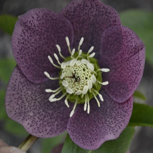Helleborus  orientalis   Red Spotted - Keleti hunyor (bordó, szimpla virágú)