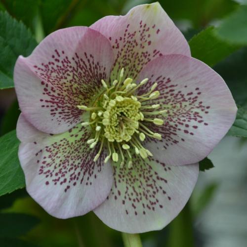 Helleborus  orientalis Pink Spotted Spotted  – Keleti hunyor (Rózsaszín, szimpla virágú)