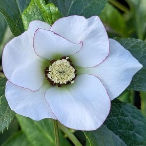 Helleborus  orientalis White picotee – Keleti hunyor (Fehér, szimpla)