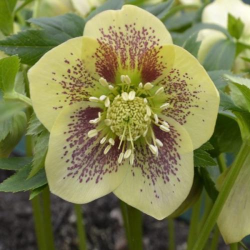 Helleborus  orientalis  Yellow Spotted – Keleti hunyor szimpla virágú (sárga)