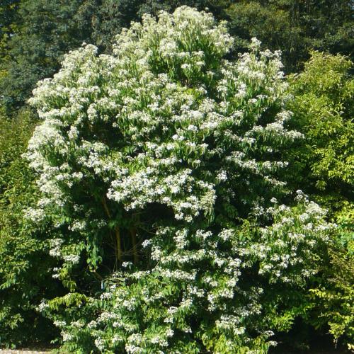Heptacodium miconioides - Hétfiúvirágcserje