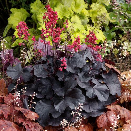 Heuchera micranta 'Black forest cake’  - Tűzeső (1,5 l-es konténerben)