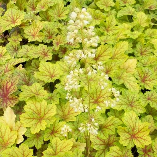 Heuchera micranta 'Electric lime’  - Tűzeső