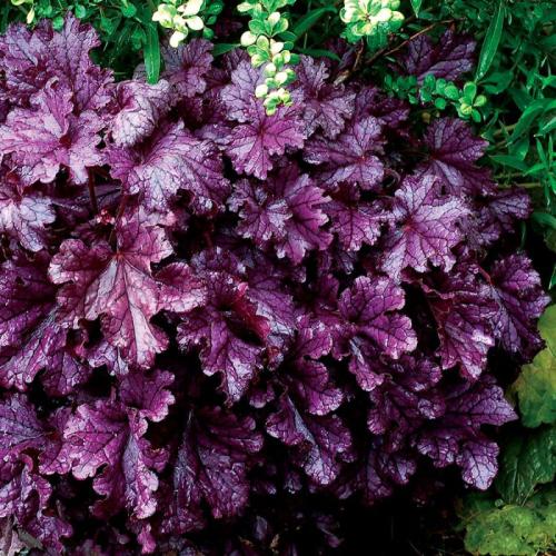 Heuchera micranta ’Forever Purple’  - Tűzeső