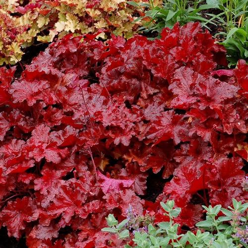 Heuchera micranta ’Forever Red’  - Tűzeső