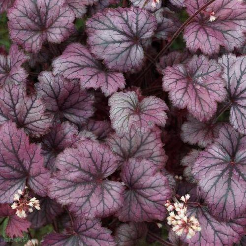 Heuchera micranta ’Frost’  - Tűzeső