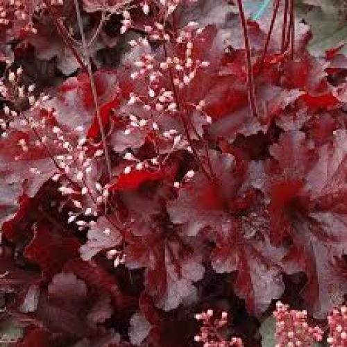 Heuchera ’Georgia Peach’ (k1,5, Konténeres) - Tűzeső