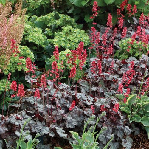Heuchera micranta ’Hollywood’  - Tűzeső