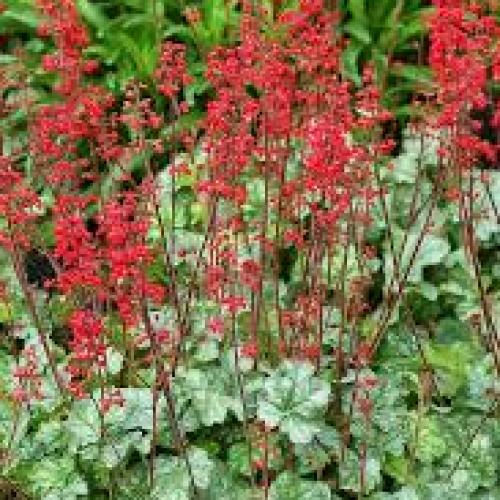Heuchera micranta ’Lipstick’  - Tűzeső