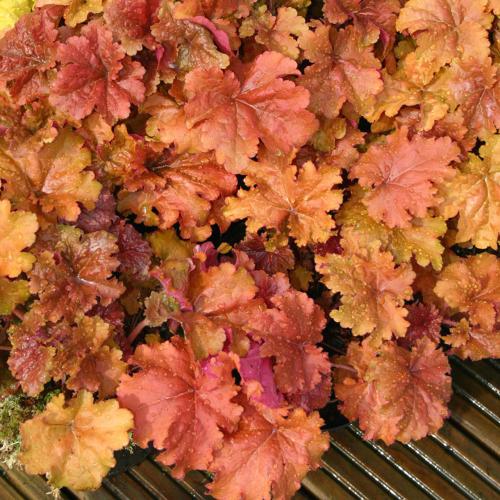 Heuchera micranta ’Marmalade’  - Tűzeső