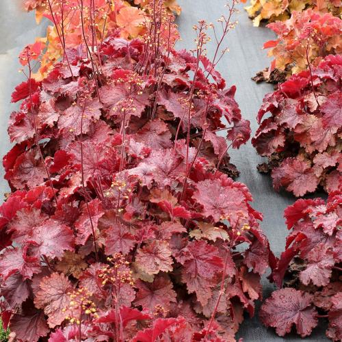 Heuchera micranta ’Northern Exposure’  - Tűzeső