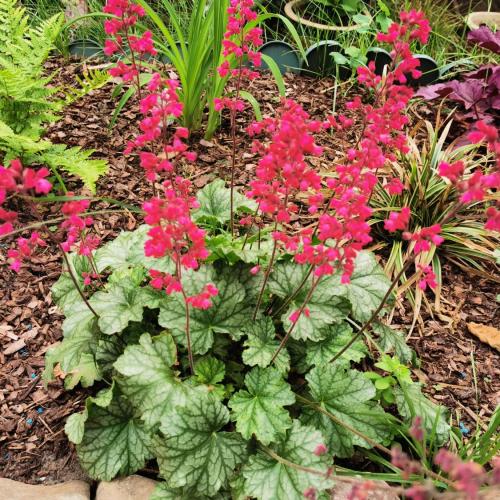 Heuchera micranta ’Paris’  - Tűzeső