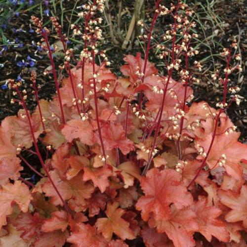 Heuchera micranta ’Peach Flamble’  - Tűzeső