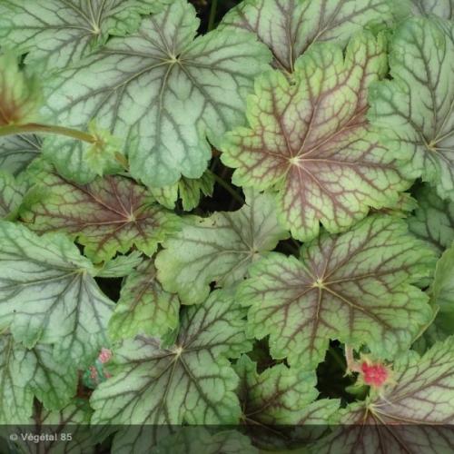 Heuchera micranta ’Pepermint Spice’  - Tűzeső