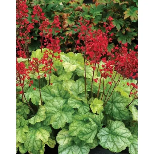 Heuchera micranta ’Tokyo’  - Tűzeső