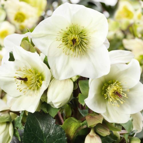 Helleborus x iburgensis  'HGC® Ice N' Roses® Bianco' -  Hunyor