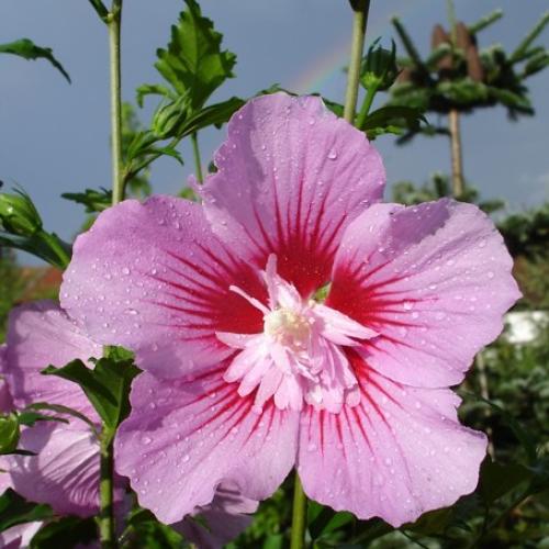 Hibiscus syriacus ‘Maike’ - Rózsaszín mályvacserje