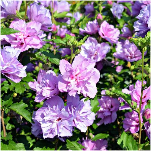 Hibiscus syriacus ‘Ardens’ - Telt lila virágú mályvacserje
