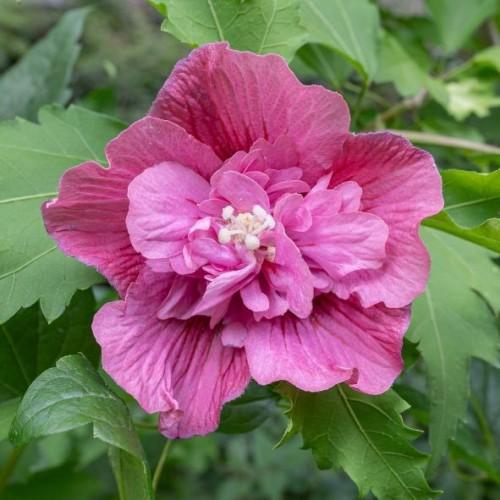 Hibiscus syriacus Duc de Brabant - Telt lilás rózsaszín mályvacserje