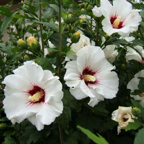 Hibiscus syriacus ‘Red Heart’ - Mályvacserje (fehér vörös torokkal)