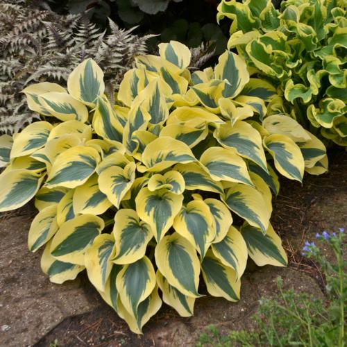 Hosta  'Autumn Frost' - Árnyékliliom (1,5 l-es konténerben)