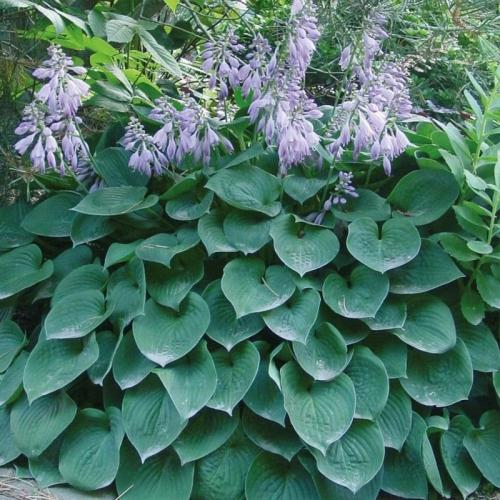 Hosta fortunei 'Blue Cadet’ - Árnyékliliom