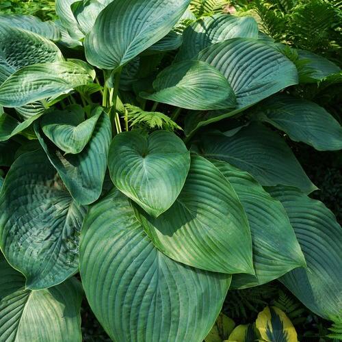 Hosta  'Empress Wu' - Árnyékliliom