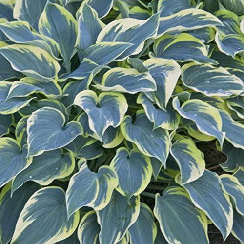 Hosta  ‘First Frost’ - Árnyékliliom