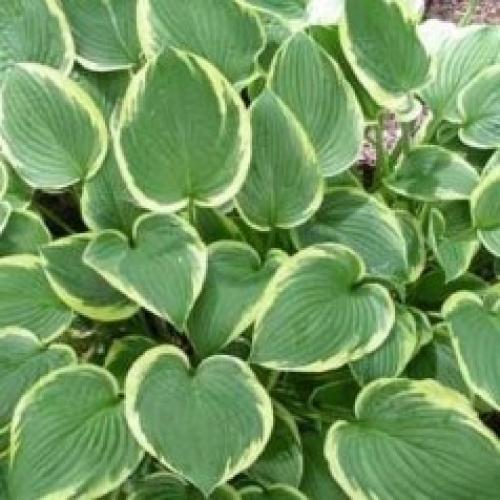 Hosta fortunei 'Aureomarginata’ - Árnyékliliom (1,5 l-es konténerben)