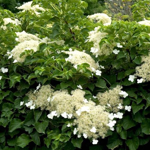 Hydrangea anomala petiolaris - Kúszó hortenzia (1,5 l-es konténerben)