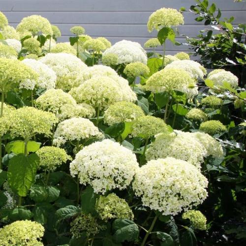 Hydrangea arborescens ’Annabelle’  - Cserjés hortenzia (2 l-es konénerben)