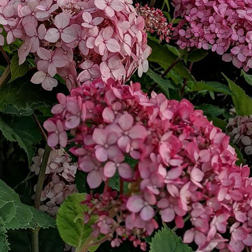 Hydrangea arborescens  'Pink Annabell®' - Cserjés hortenzia