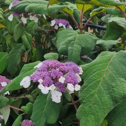 Hydrangea aspera 'Sargentiana' - Érdeslevelű hortenzia