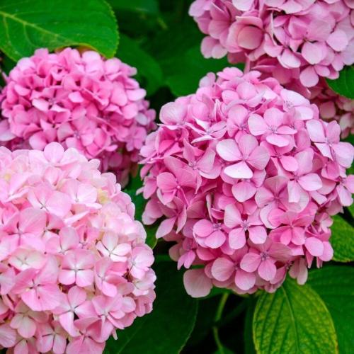 Hydrangea macrophylla ’Blue Power Pink' - Kerti hortenzia