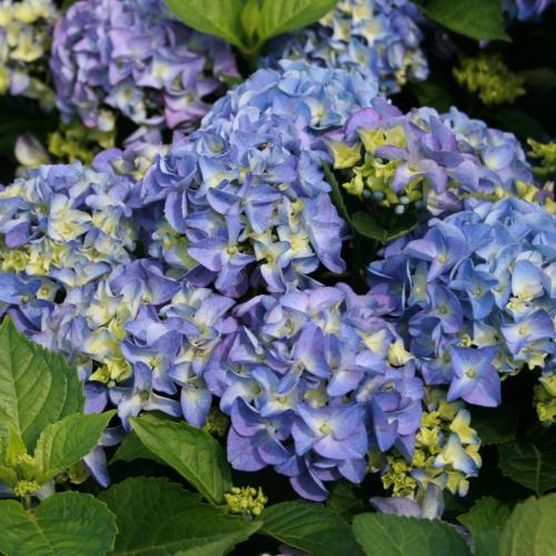 Hydrangea macrophylla ’Early Blue' - Kerti hortenzia