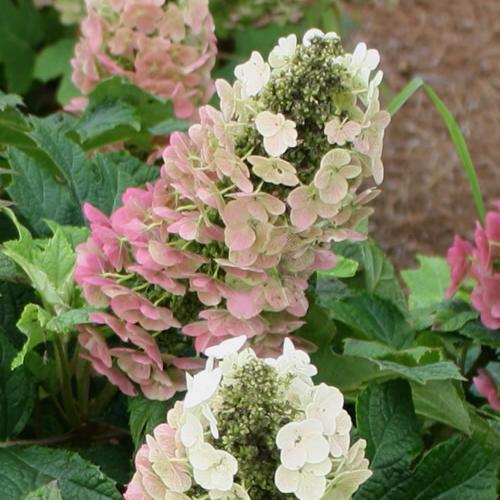 Hydrangea quercifolia ’Jetstream’ - Tölgylevelű hortenzia
