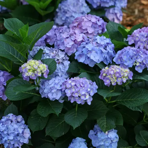 Hydrangea macrophylla ’Little  Blue’ - Kerti hortenzia