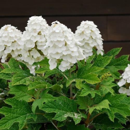 Hydrangea quercifolia ’Alice’ - Tölgylevelű hortenzia (4 l-es konténerben)