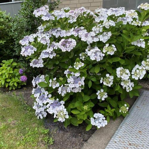 Hydrangea serrata 'Bluebird' - Érdeslevelű hortenzia (4 l-es konténerben)