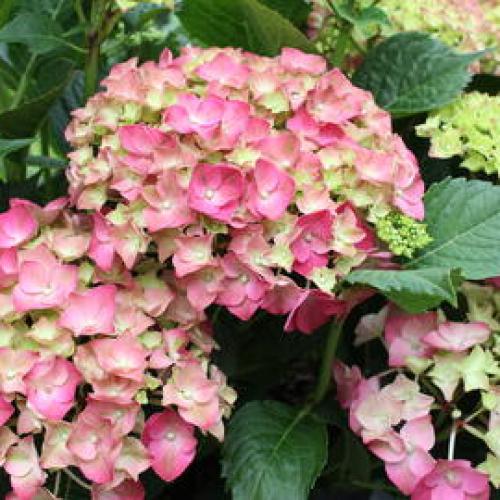 Hydrangea macrophylla ’Silky Pink’ - Kerti hortenzia