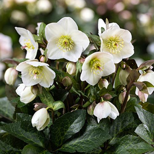 Helleborus  x  iburgensis ‘HGC Ice N’ Roses® Mia Marble' -   Hunyor