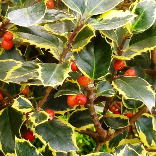 Ilex altaclerensis ’Golden King’ - Nagylevelű magyal (2 l-es konténerben)