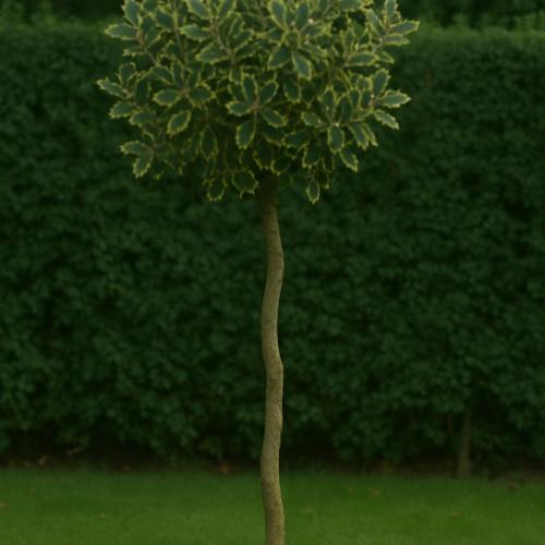 Ilex altaclerensis ’Aureomarginata’ - Tarkalevelű magyal (Magas törzsön, 5 -es konténerben)