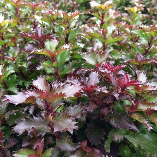 Ilex x meserveae ’Little rascal’ - Törpe magyal (2 l- es konténerben)