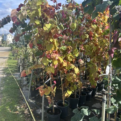 Cercis canadensis 'Eternal Flame’ - Amerikai júdásfa