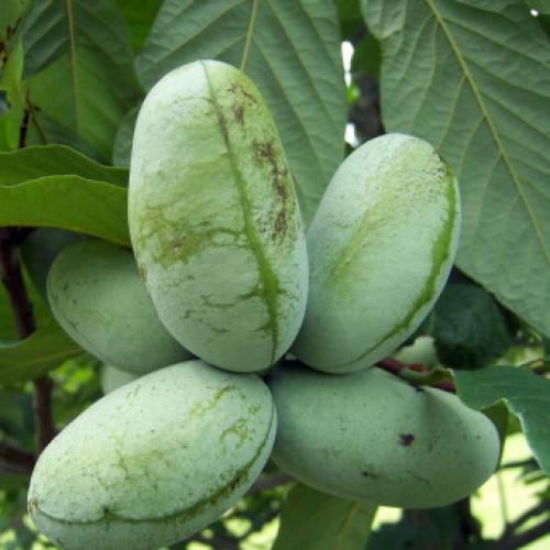 Asimina triloba - Indián banán csemete (pawpaw, paupau)